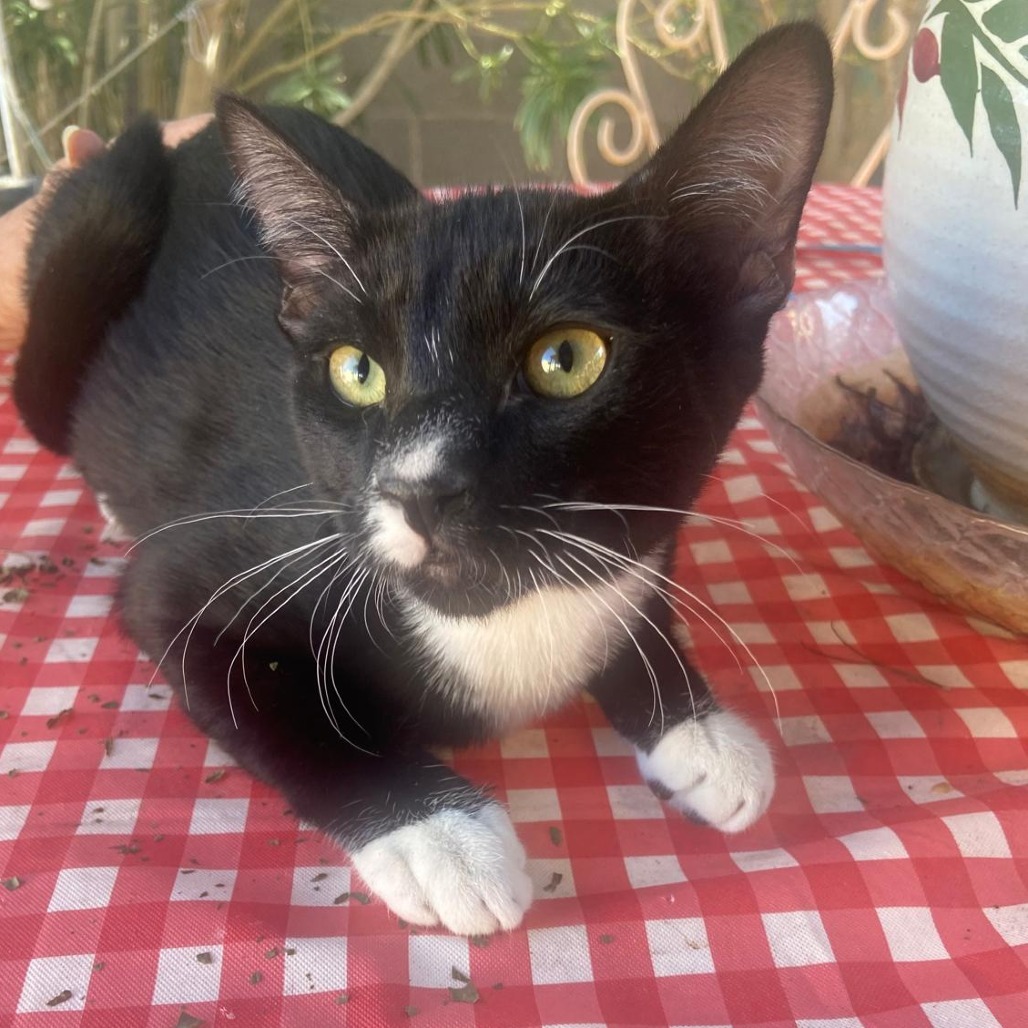 oreo, an adoptable American Shorthair in Las Vegas, NV, 89122 | Photo Image 3