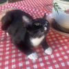 oreo photo 4