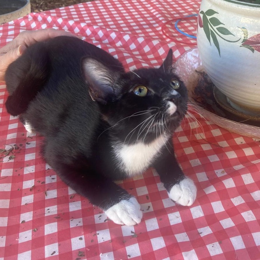 oreo, an adoptable American Shorthair in Las Vegas, NV, 89122 | Photo Image 4