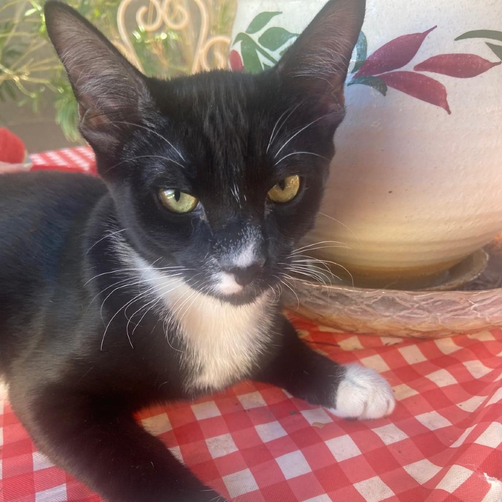 oreo, an adoptable American Shorthair in Las Vegas, NV, 89122 | Photo Image 5