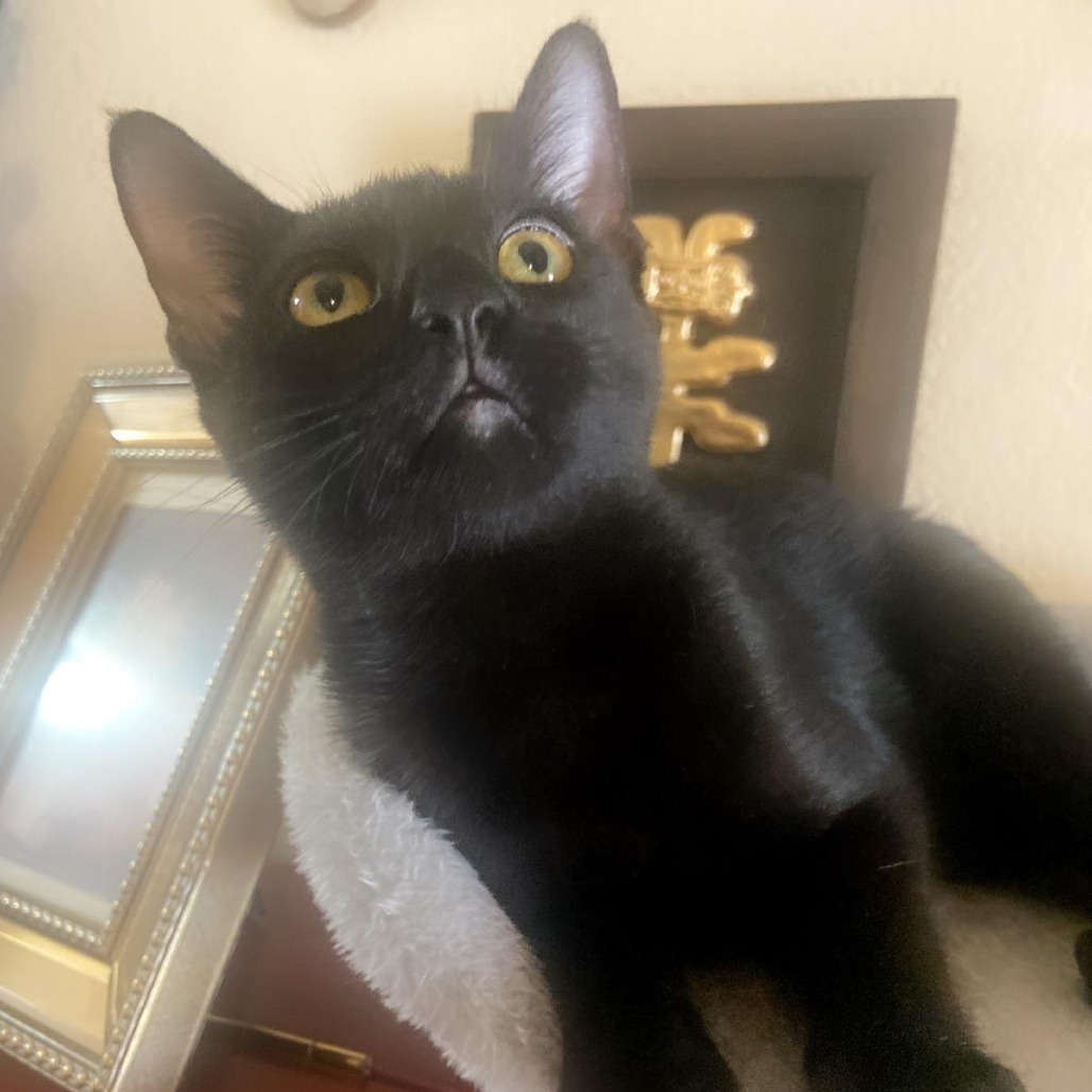 chelita