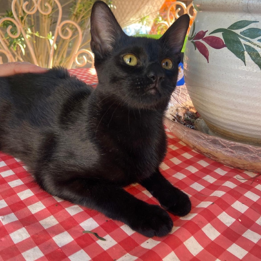 chelita, an adoptable American Shorthair in Las Vegas, NV, 89122 | Photo Image 3