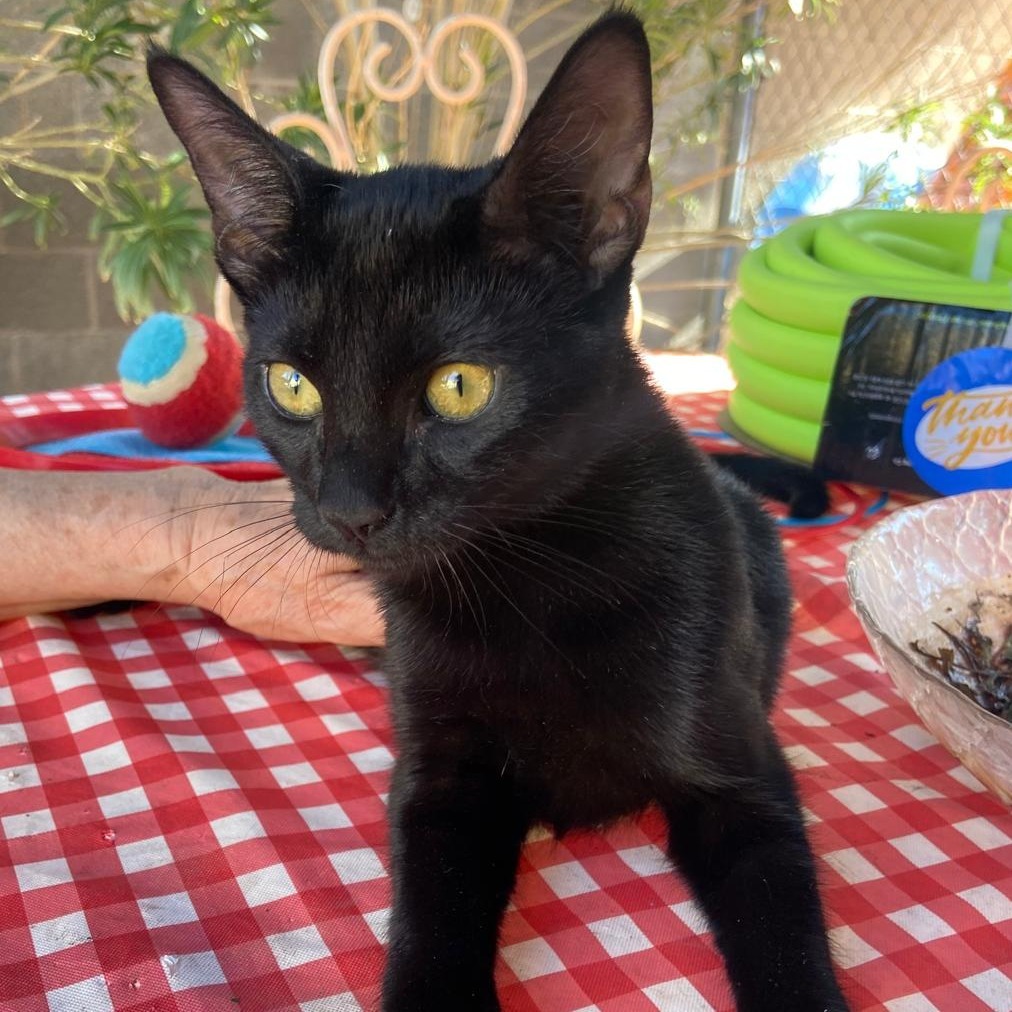 chelita, an adoptable American Shorthair in Las Vegas, NV, 89122 | Photo Image 4
