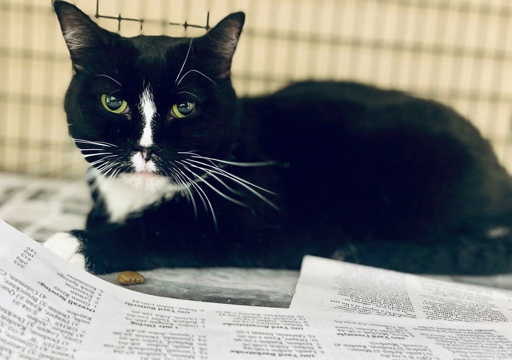 baby, an adoptable Domestic Short Hair in Green River, WY, 82935 | Photo Image 1