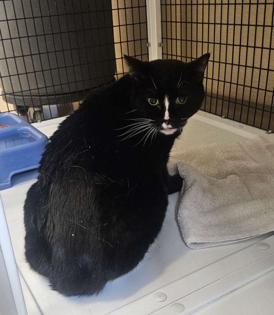 baby, an adoptable Domestic Short Hair in Green River, WY, 82935 | Photo Image 2