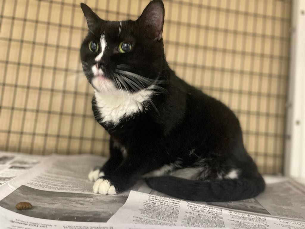 baby, an adoptable Domestic Short Hair in Green River, WY, 82935 | Photo Image 4