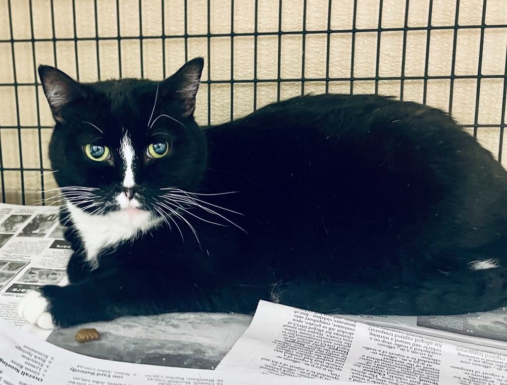 baby, an adoptable Domestic Short Hair in Green River, WY, 82935 | Photo Image 5