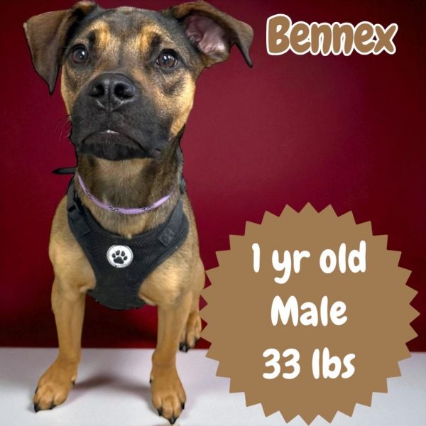 Bennex