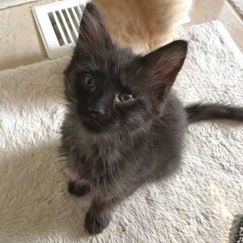 Kitten Little