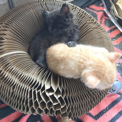 Kitten Little