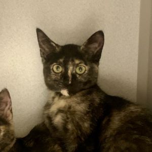Amber Domestic Short Hair Cat