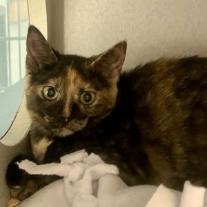 Kittens under 6 months old are adopted in pairs It is important for them to go to a home with