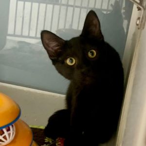Kittens under 6 months old are adopted in pairs It is important for them to go to a home with