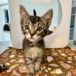 Kittens under 6 months old are adopted in pairs It is important for them to go to a home with