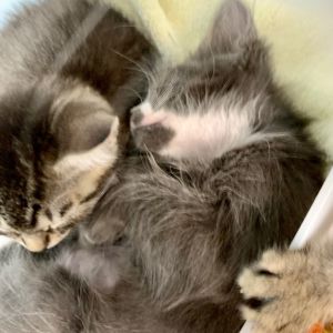 Kittens under 6 months old are adopted in pairs It is important for them to go to a home with