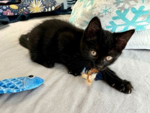 Kittens under 6 months old are adopted in pairs It is important for them to go to a home with