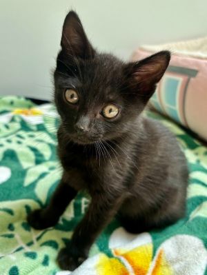 Kittens under 6 months old are adopted in pairs It is important for them to go to a home with