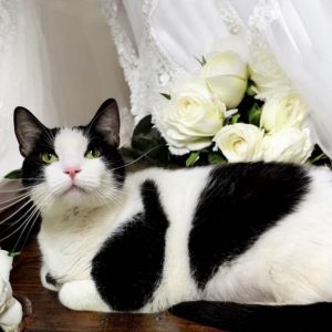 Zoey, Adult Female unknown