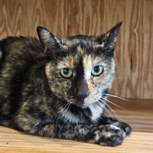 Tali, Senior Female unknown