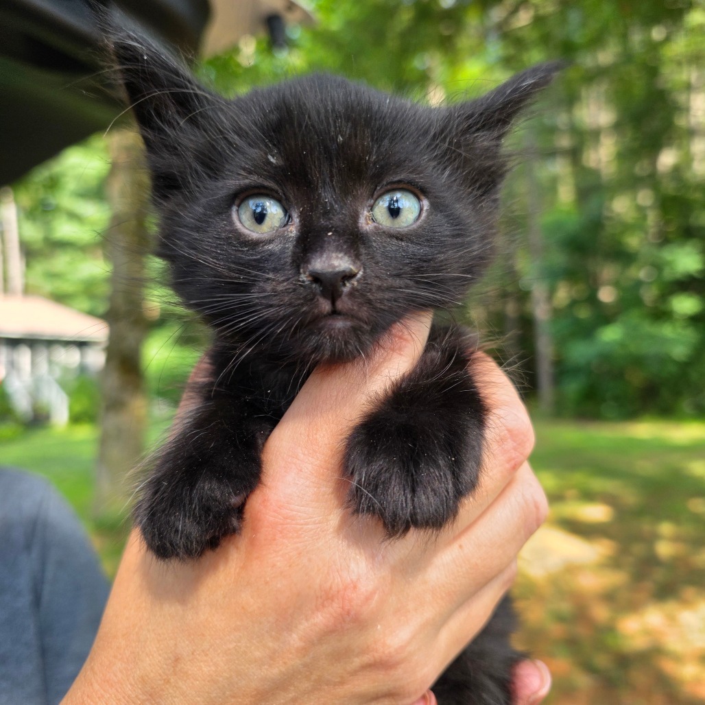 Peeta
