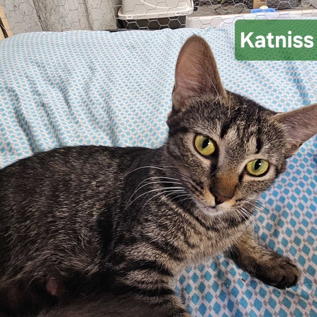 Katniss