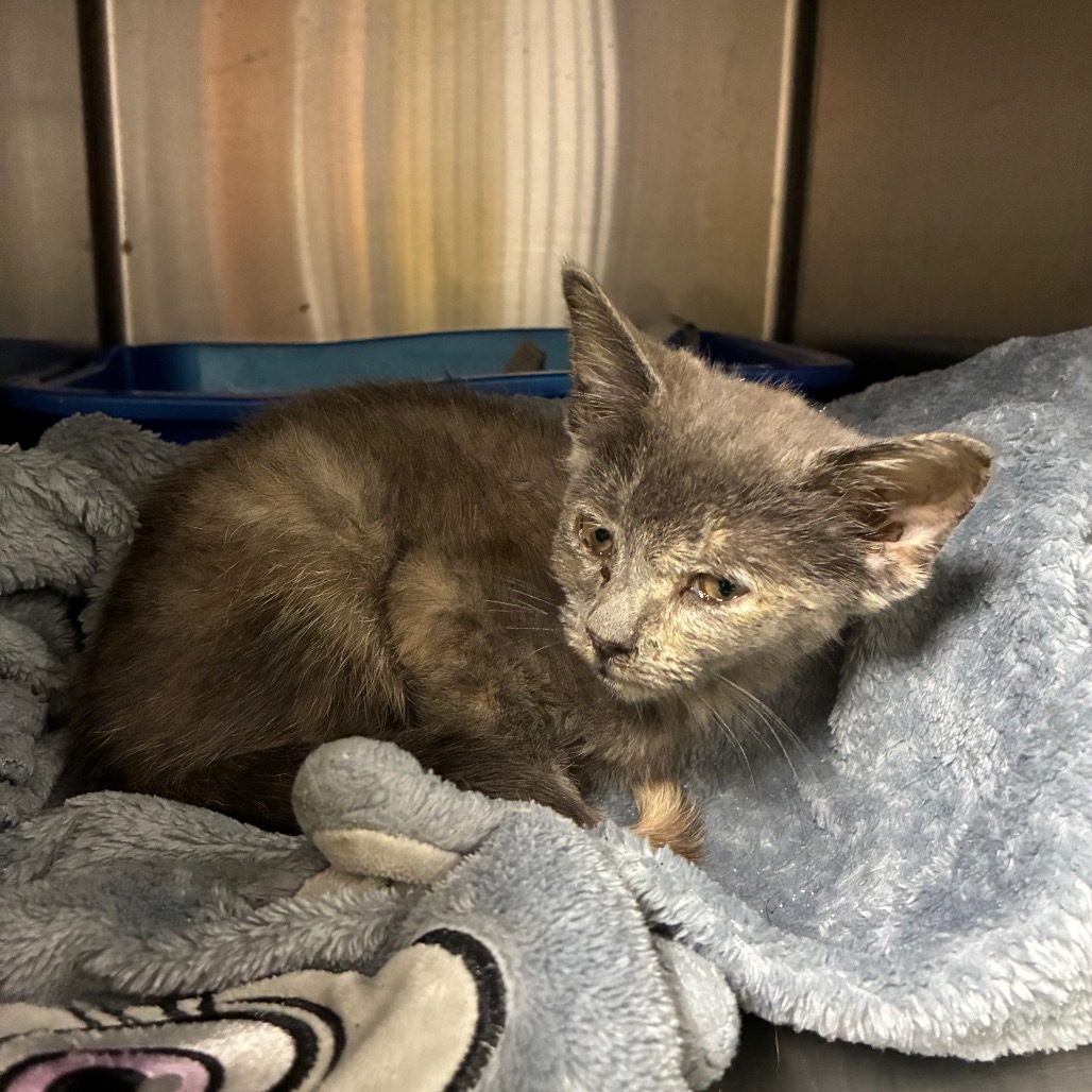 Phoebe-Bug- OKC