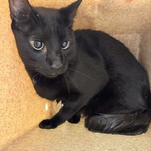 Sim, Senior Male unknown