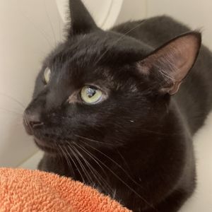 Sim, Senior Male unknown