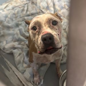 Cherry, Senior Female unknown