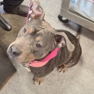 Sadie Girl, Adult Female unknown
