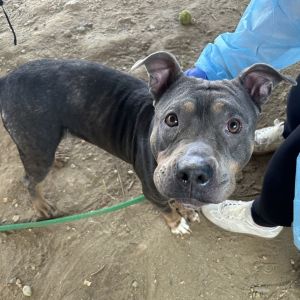 Sadie Girl, Adult Female unknown