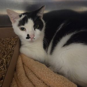Leon, Senior Male unknown