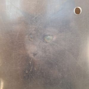 Kiddee, Senior Female unknown