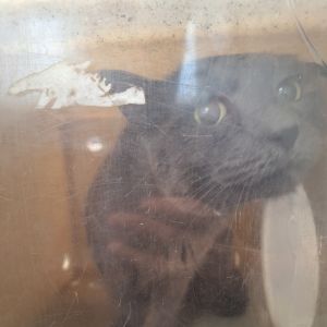 Nina, Senior Female unknown