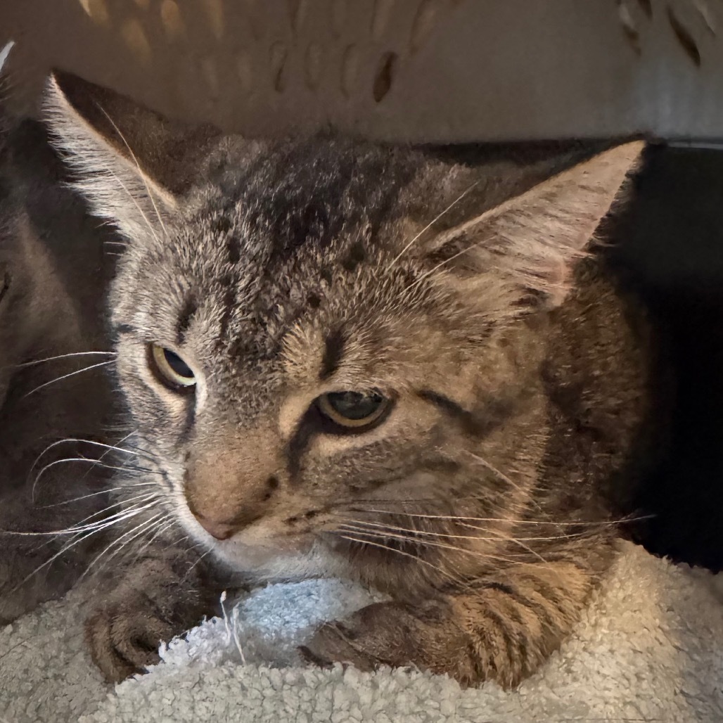 Cassie (Petsmart)