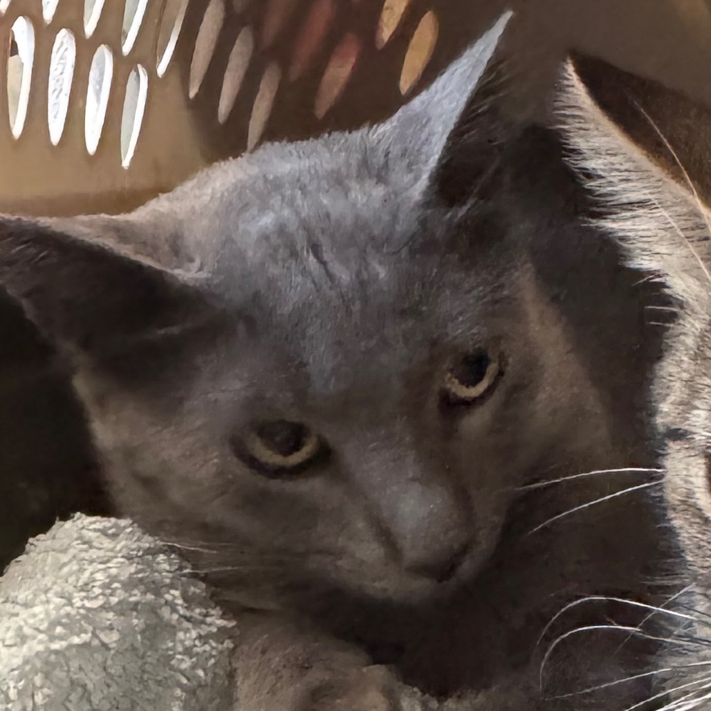 Carman (Petsmart)
