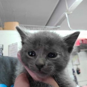 Hermes, Baby Male unknown