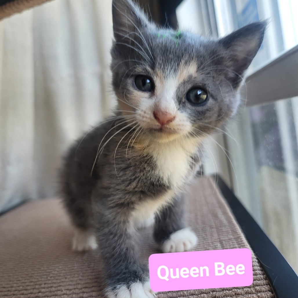 Queen Bee