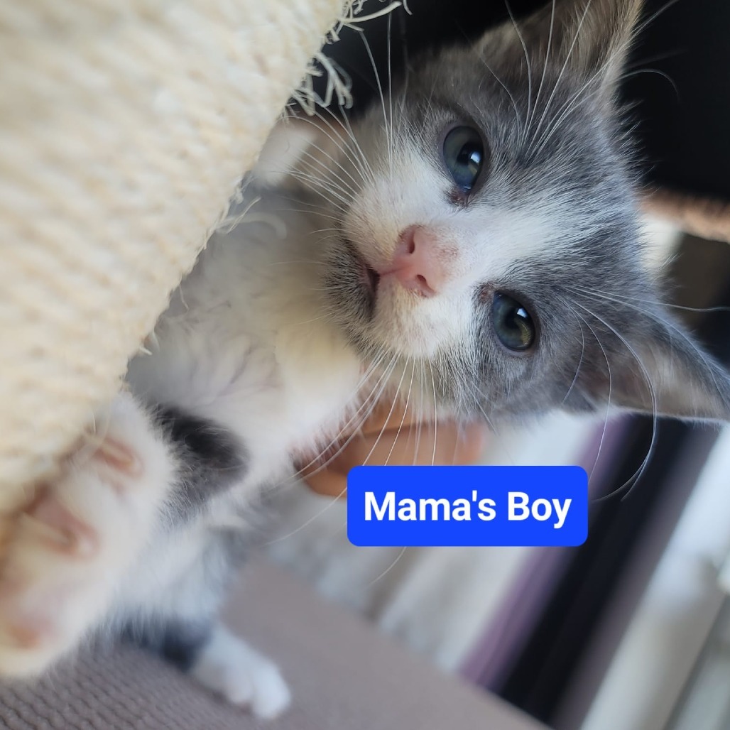 Mama's Boy