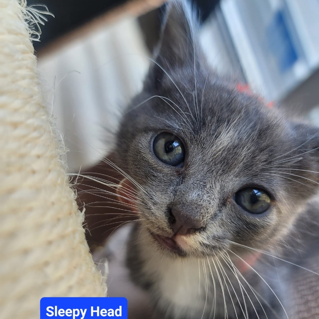 Sleepy Head