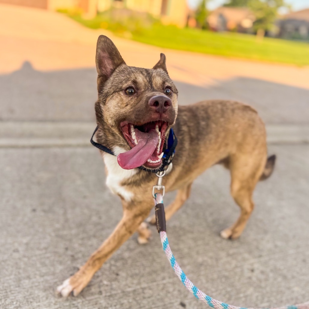 Scuttle, an adoptable Schipperke, Mixed Breed in Springboro, OH, 45066 | Photo Image 1