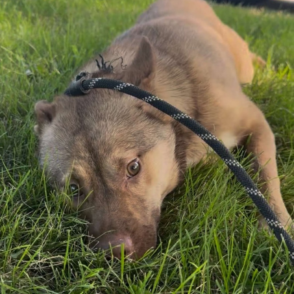 Scuttle, an adoptable Schipperke, Mixed Breed in Springboro, OH, 45066 | Photo Image 2