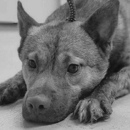 Scuttle, an adoptable Schipperke, Mixed Breed in Springboro, OH, 45066 | Photo Image 3