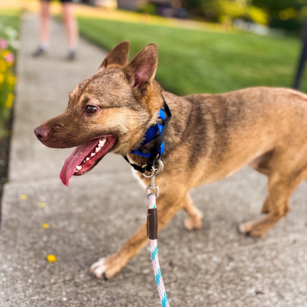 Scuttle, an adoptable Schipperke, Mixed Breed in Springboro, OH, 45066 | Photo Image 4
