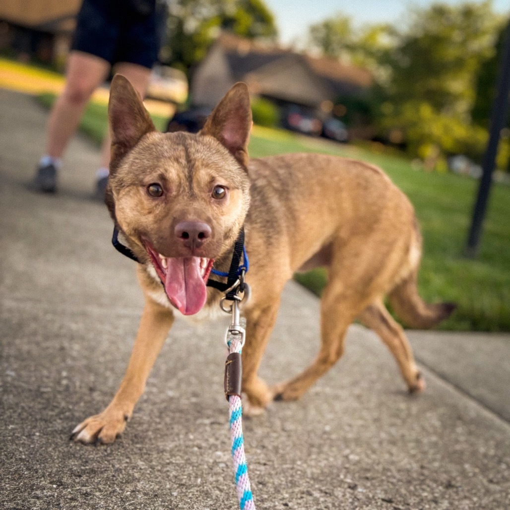 Scuttle, an adoptable Schipperke, Mixed Breed in Springboro, OH, 45066 | Photo Image 5