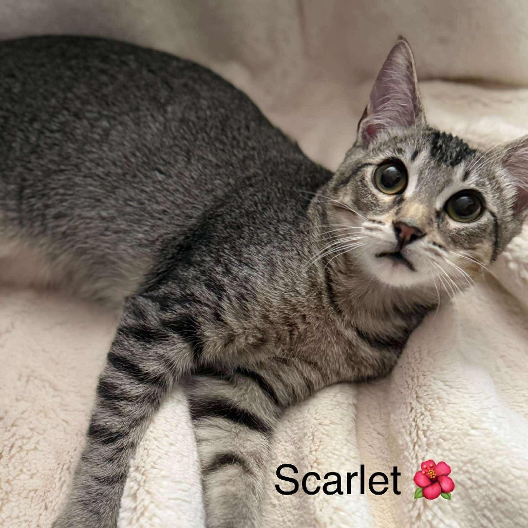 Scarlett