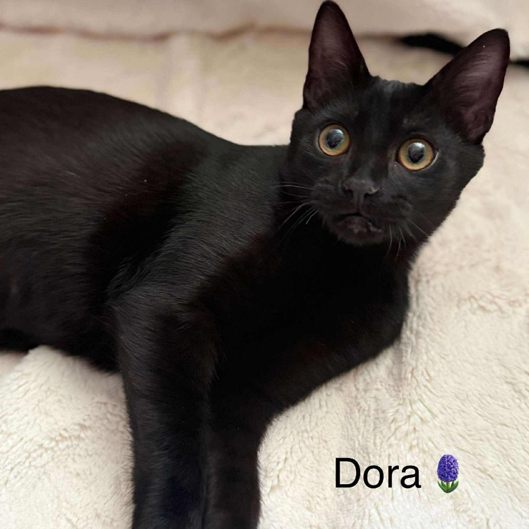 Dora