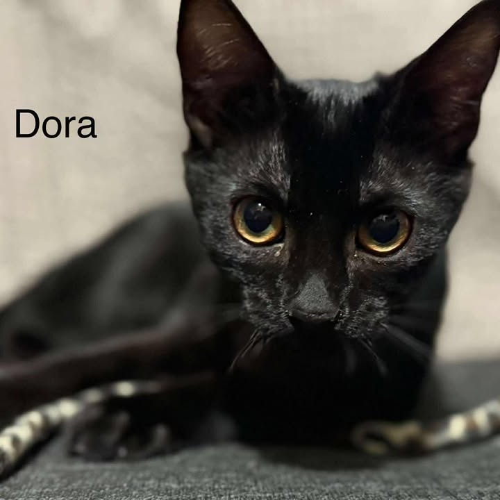 Dora