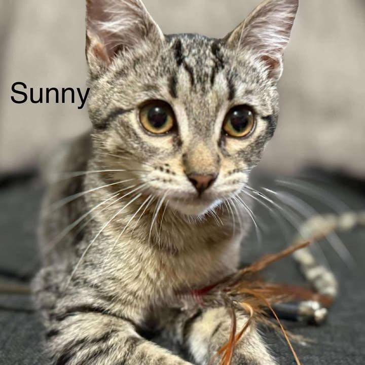 Sunny