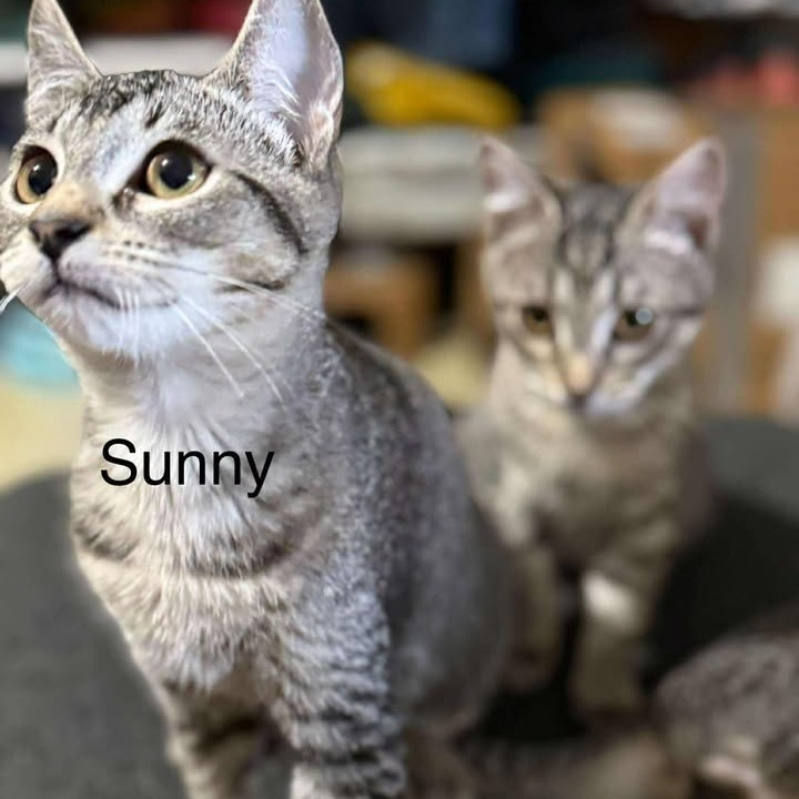 Sunny